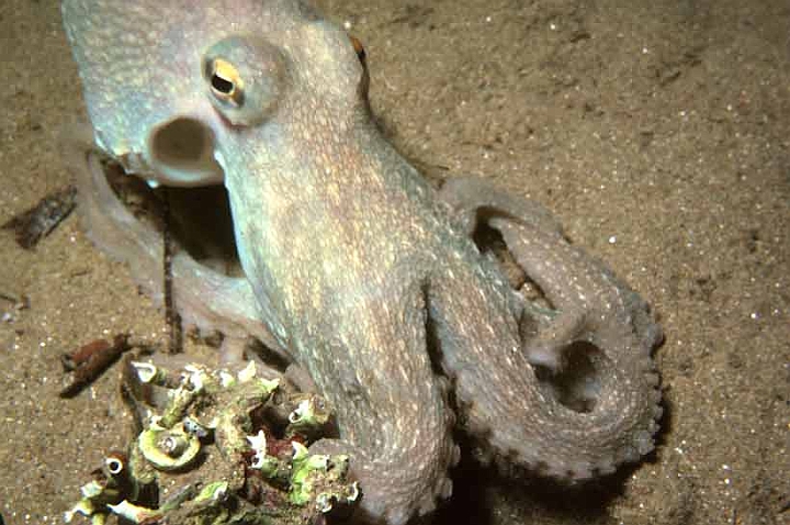 10 Octopus vulgaris.jpg